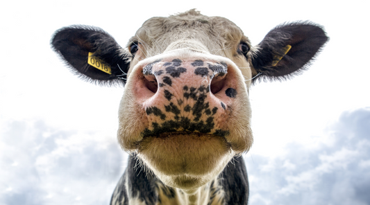 What’s The Deal With Dairy?